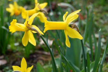 Baharda bahçede yetişen güzel sarı nergis çiçeği