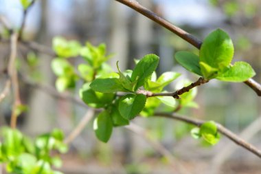 Elma ağacının genç bahar yaprakları