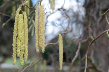 Güzel beyaz çiçeklerin yakın görüntüsü