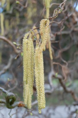 Beyaz ve sarı çiçekleri kapat.