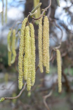 Yeşil yapraklı bir ağaç dalına yaklaş