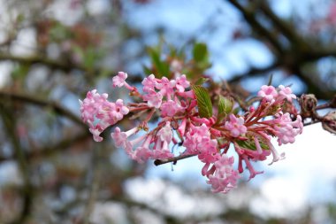 Bahçedeki güzel pembe çiçek