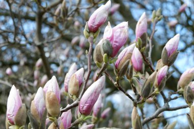 Manolya çiçeği, ilkbaharda manolya ağacı.