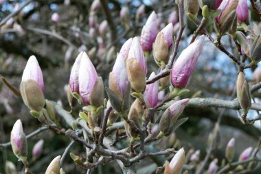 Bahçedeki güzel manolya çiçekleri