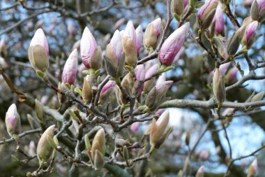 Baharda manolya çiçekleri