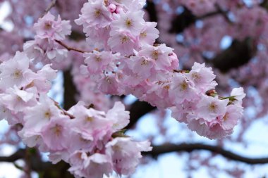 İlkbaharda kiraz çiçeklerini kapat.