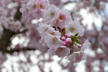 Japonya 'da kiraz çiçekleri, Tokyo