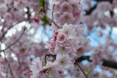 Japonya 'da kiraz çiçekleri, Tokyo