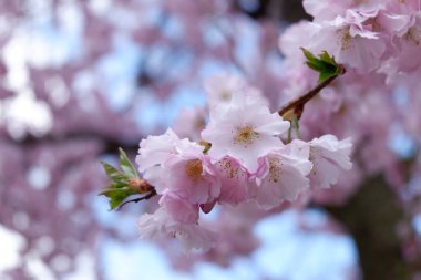 Japonya 'da kiraz çiçeği