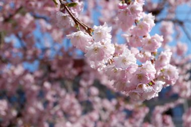 Baharda güzel pembe çiçekler