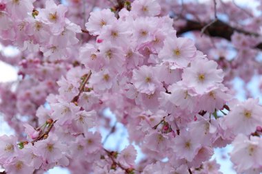 Sakura Chiang Mai, Tayland çiçek açan çiçek çiçekler