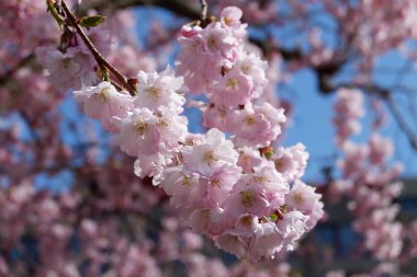 Bahçedeki güzel pembe sakura