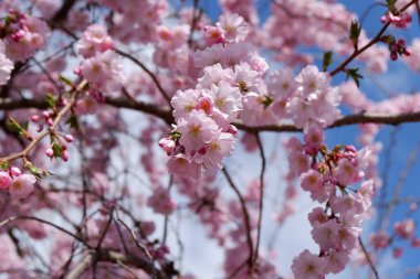 Bahçede güzel bahar çiçekleri