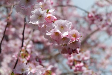 Baharda pembe kiraz çiçekleri