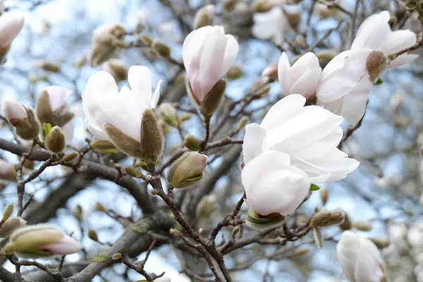 İlkbaharda açan manolya ağacı