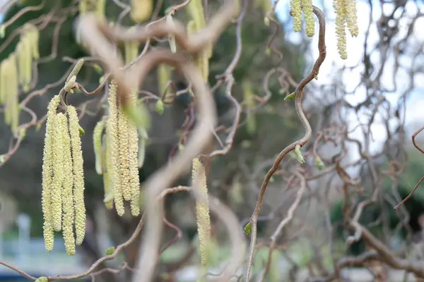 Baharda söğüt tomurcukları