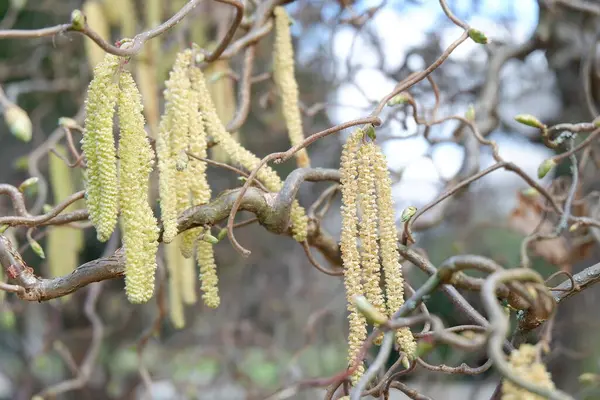 Beyaz bir çiçeğe yaklaş