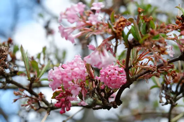 Bahçedeki güzel çiçekler