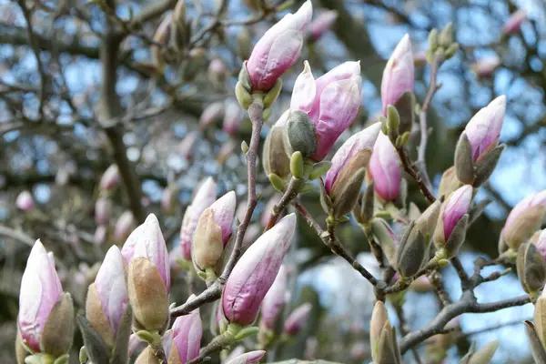 Manolya çiçeği, ilkbaharda manolya ağacı.