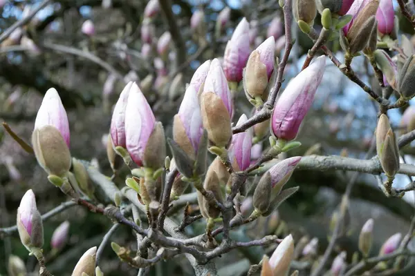 Bahçedeki güzel manolya çiçekleri