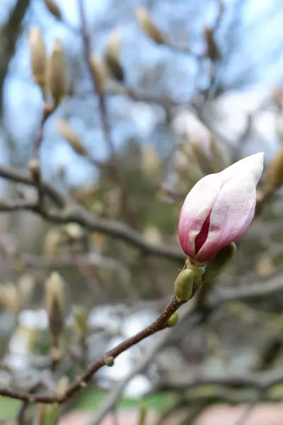 Güzel botanik fotoğrafı, doğal duvar kağıdı.