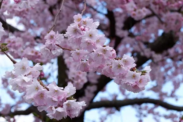 Japonya 'da kiraz çiçeği