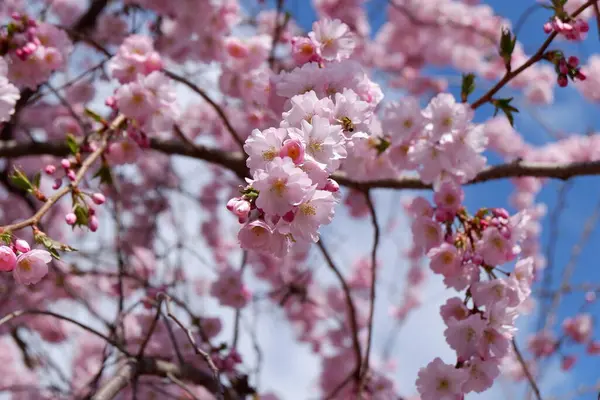 Bahçede güzel bahar çiçekleri