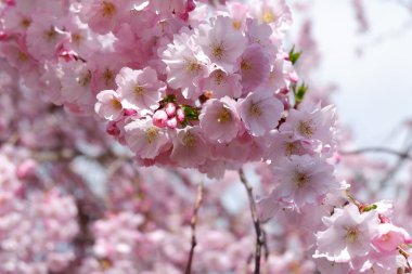 Tokyo 'da sakura çiçeği, Japonya