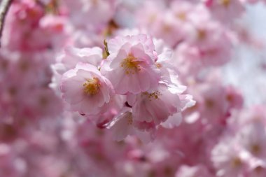 Bahçede güzel kiraz çiçekleri