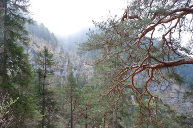 bir dağ orman içinde ağaç