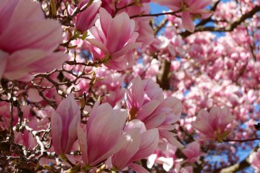 Manolya ağacı çiçekleri, bahar çiçekleri