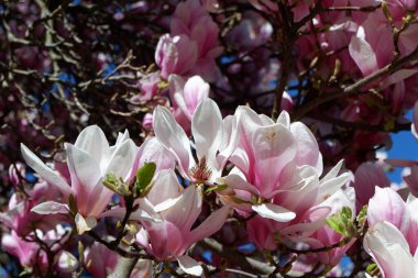 Bahçedeki manolya çiçekleri