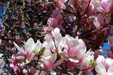 İlkbaharda açan güzel manolya ağacı
