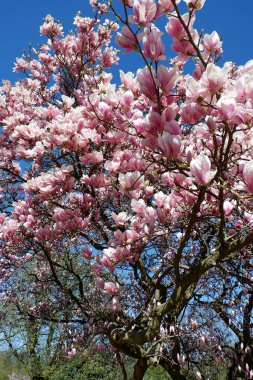 Bahçedeki güzel çiçekler