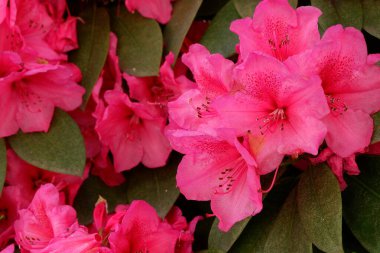 Bahçedeki güzel çiçekler