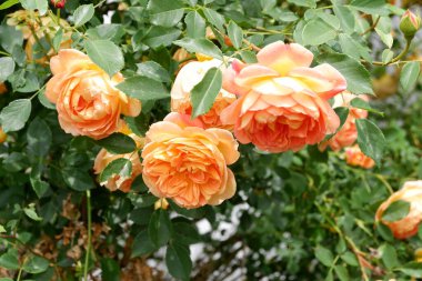 Güzel çiçekler, çiçek konsepti