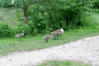 Bir grup genç kaz yolda.