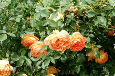 Bahçede turuncu güller, çiçek arkaplanı.