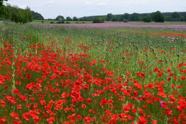 haşhaş kırmızı ve mavi gökyüzü