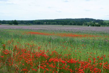 Yazın tarlada kırmızı haşhaş tarlası