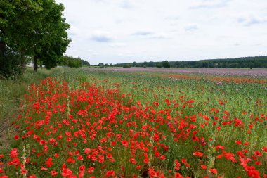 Çiçekli kırmızı gelinciklerin güzel manzarası