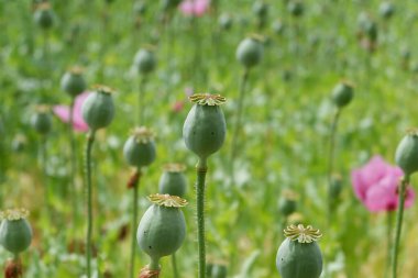 Baharda yeşil çiçekli haşhaş tarlası
