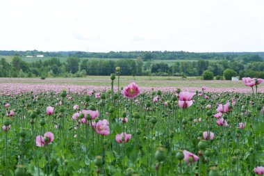 Pembe gelincikler tarlada