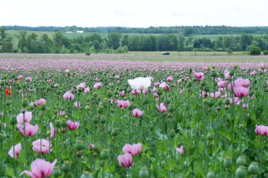 Tarlada pembe laleler