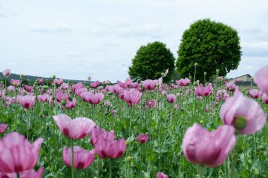 Bahçedeki güzel çiçekler