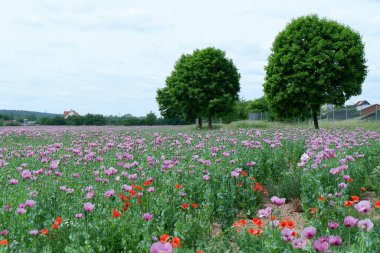 Tarladaki güzel çiçekler