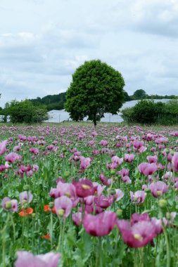 Bahçedeki güzel çiçekler