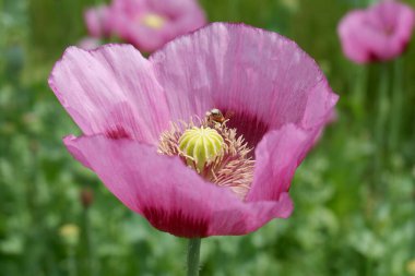 Kırmızı bir gelincik çiçeğine yaklaş