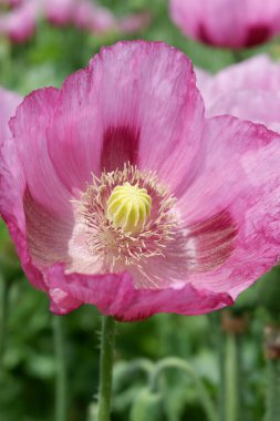 Haşhaş çiçeği, papaver rhoeas, yakın çekim