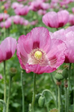 Pembe haşhaş alanında